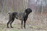 CANE CORSO 775